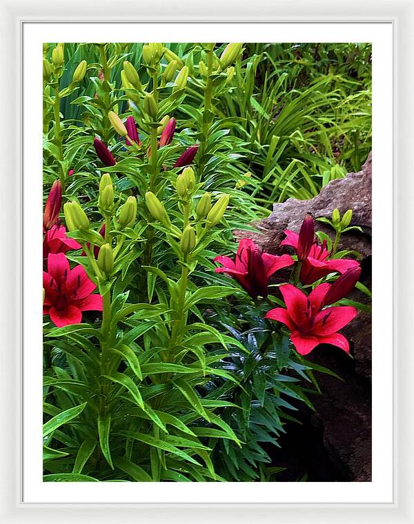 Garden Love - Framed Print
