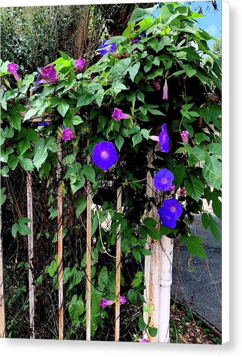 LA Neighbor - Canvas Print