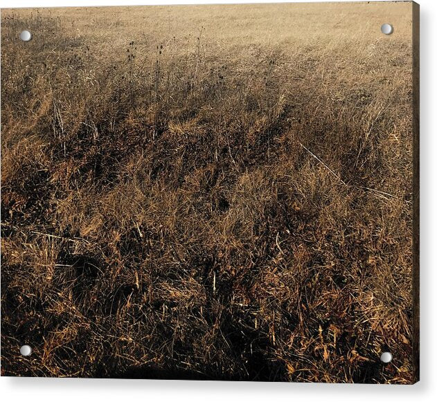 MO Grass - Acrylic Print