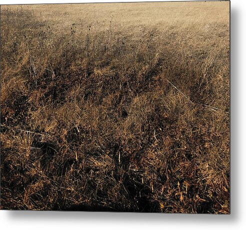 MO Grass - Metal Print