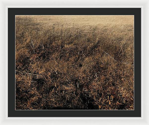 MO Grass - Framed Print