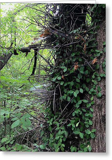 Thorn Trail - Greeting Card
