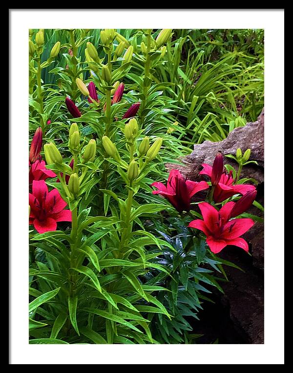 Garden Love - Framed Print