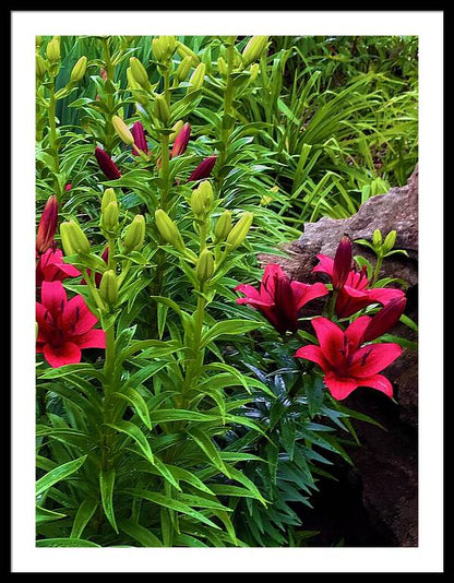Garden Love - Framed Print