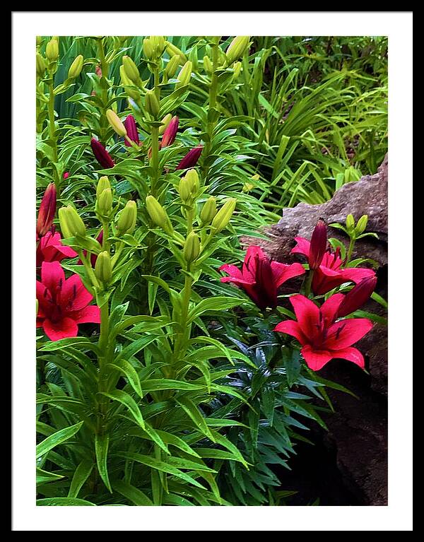 Garden Love - Framed Print
