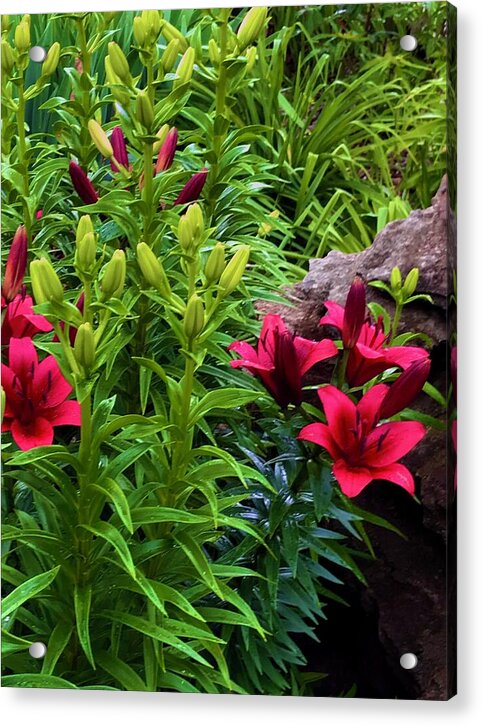 Garden Love - Acrylic Print
