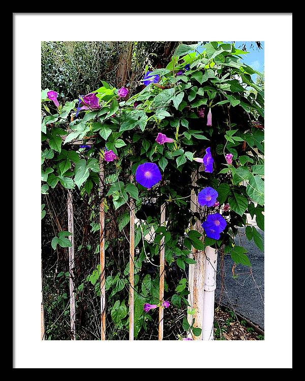 LA Neighbor - Framed Print