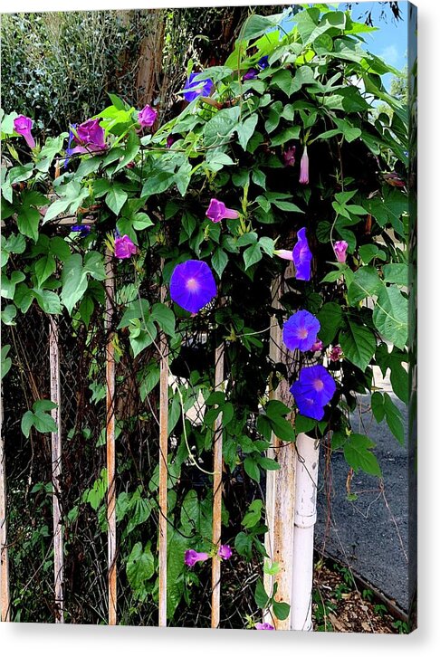 LA Neighbor - Acrylic Print