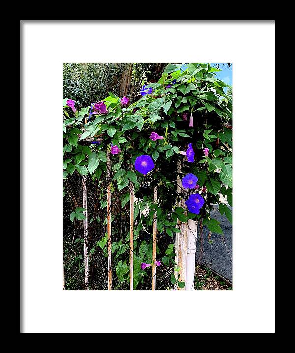 LA Neighbor - Framed Print