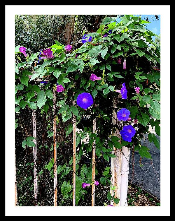 LA Neighbor - Framed Print
