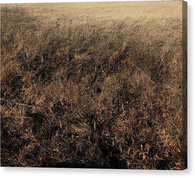 MO Grass - Canvas Print