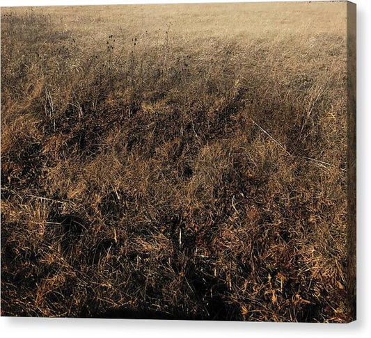 MO Grass - Canvas Print