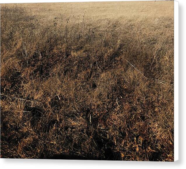 MO Grass - Canvas Print