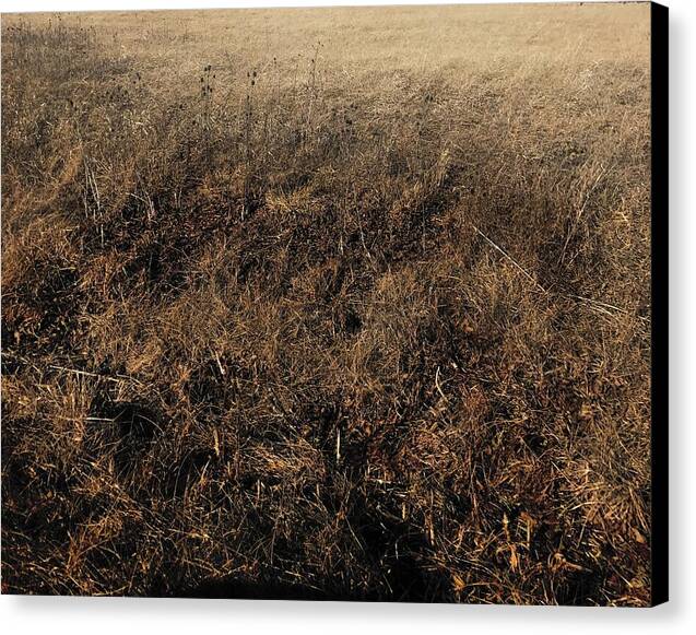 MO Grass - Canvas Print