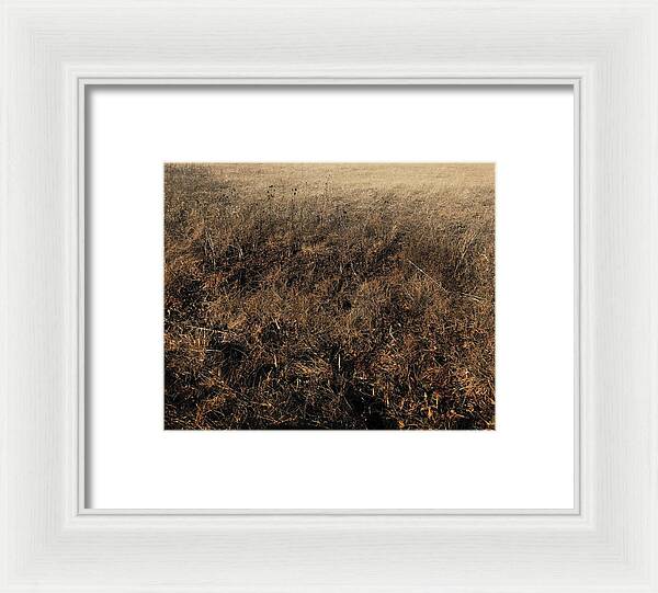 MO Grass - Framed Print