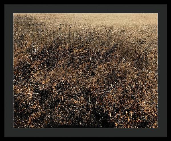 MO Grass - Framed Print