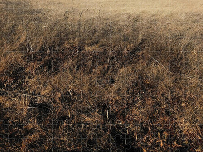 MO Grass - Puzzle