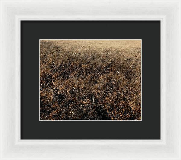 MO Grass - Framed Print