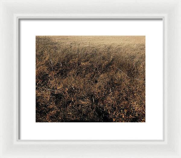 MO Grass - Framed Print