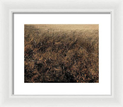 MO Grass - Framed Print