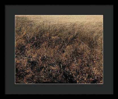 MO Grass - Framed Print