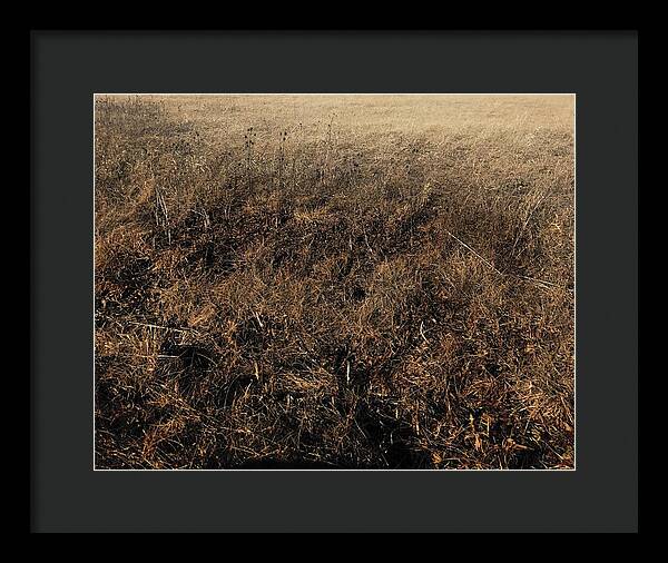 MO Grass - Framed Print
