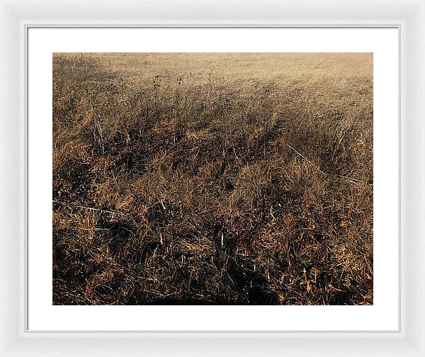 MO Grass - Framed Print