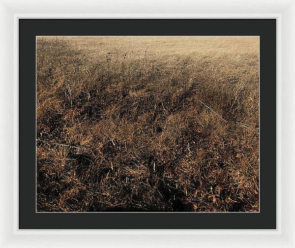 MO Grass - Framed Print
