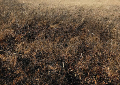 MO Grass - Puzzle