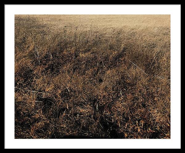 MO Grass - Framed Print