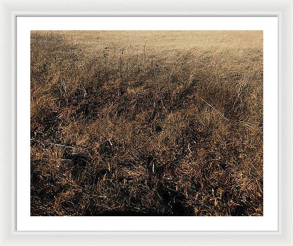 MO Grass - Framed Print