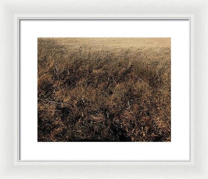 MO Grass - Framed Print