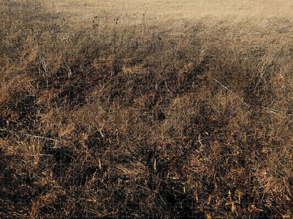 MO Grass - Puzzle
