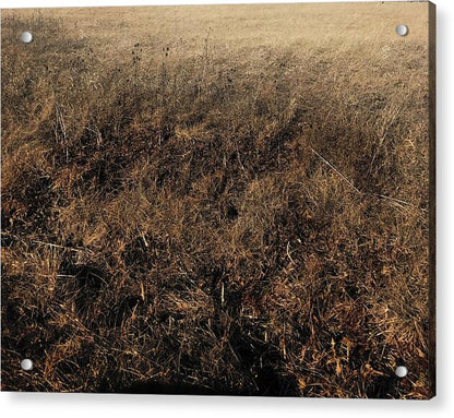 MO Grass - Acrylic Print