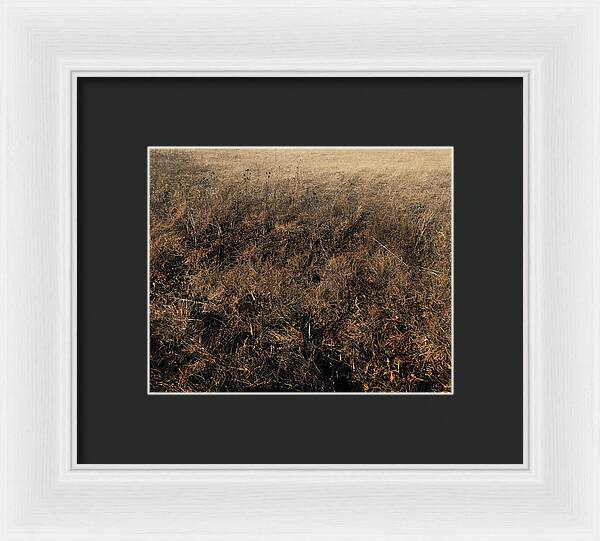 MO Grass - Framed Print