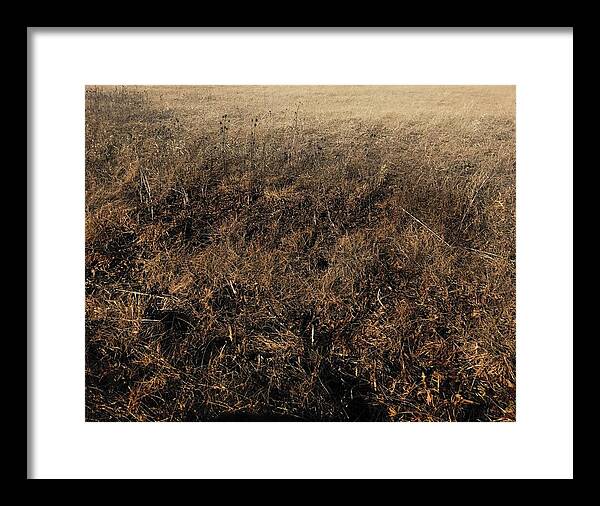 MO Grass - Framed Print
