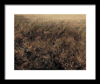 MO Grass - Framed Print