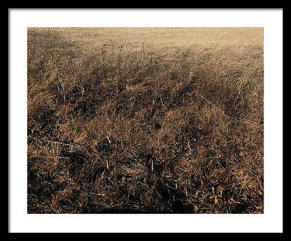 MO Grass - Framed Print