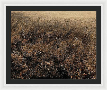 MO Grass - Framed Print