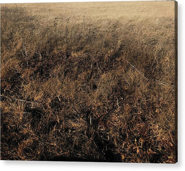 MO Grass - Acrylic Print