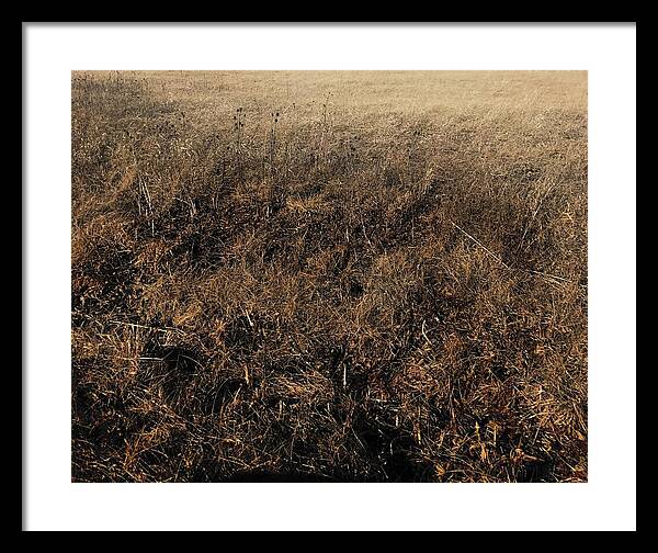 MO Grass - Framed Print