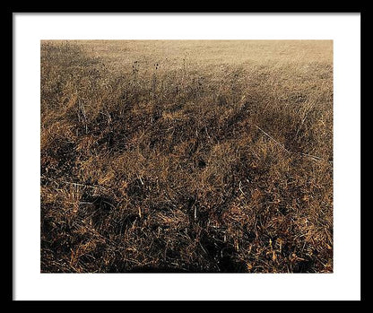 MO Grass - Framed Print