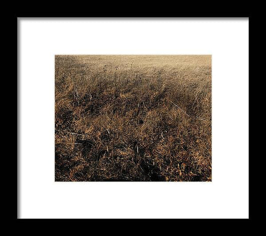 MO Grass - Framed Print