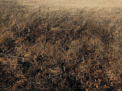MO Grass - Puzzle