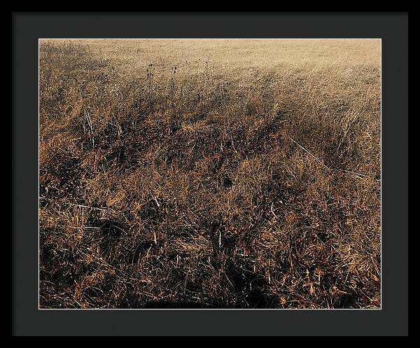 MO Grass - Framed Print