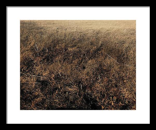 MO Grass - Framed Print