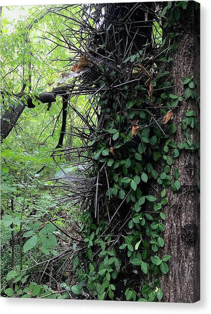 Thorn Trail - Canvas Print