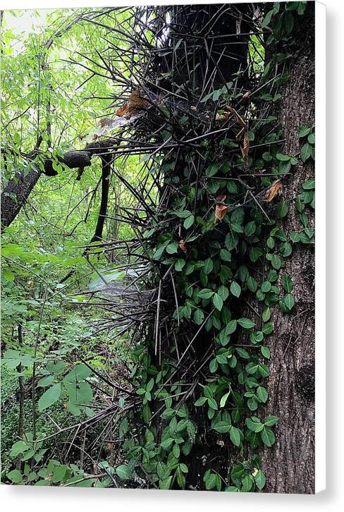 Thorn Trail - Canvas Print