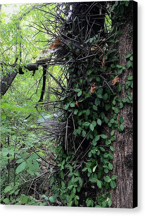 Thorn Trail - Canvas Print