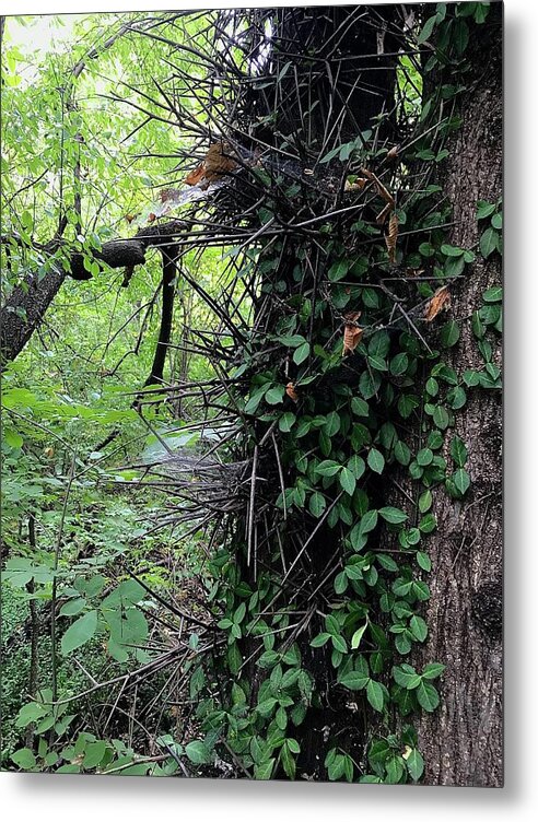 Thorn Trail - Metal Print
